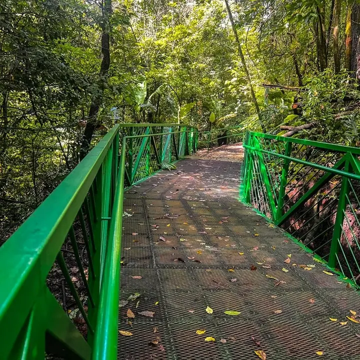 Monteverde cloud forest canopy and suspended bridge
